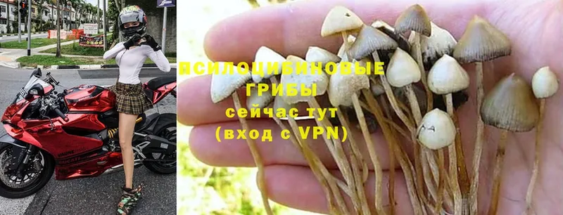 Псилоцибиновые грибы Magic Shrooms  Жуков 